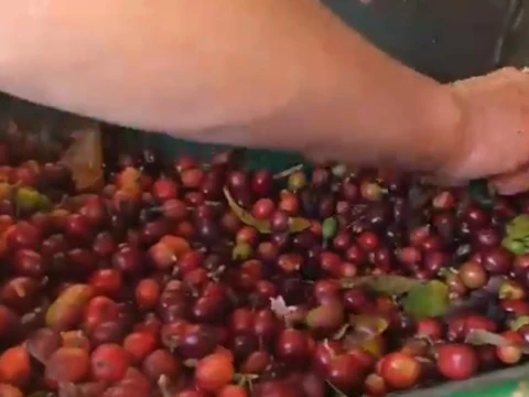 Experiencia Cafetera 1 Cafe colombiano 100